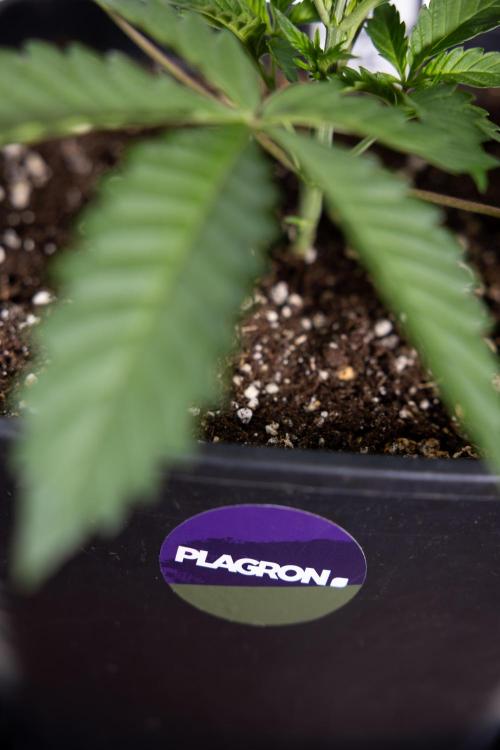 Georgia Pie #2 - Zamnesia x B&B. Week 2 - Georgia Pie 2 - Week 3 - Veg