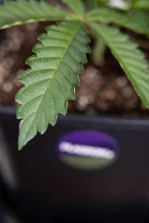 Georgia Pie #2 - Zamnesia x B&B. Week 2 - Georgia Pie 2 - Week 3 - Veg