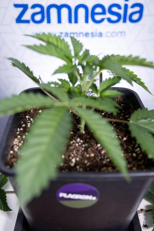 Georgia Pie #2 - Zamnesia x B&B. Week 2 - Georgia Pie 2 - Week 3 - Veg