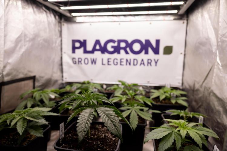 Georgia Pie #2 - Zamnesia x B&B. Week 2 - Zamnesia x Plagron Photoperiodic Squad