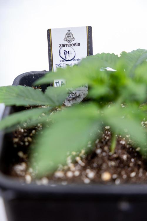 Permanent Marker - Zamnesia x B&B. Week 2 - Permanent Marker - Week 2/3 - VEG