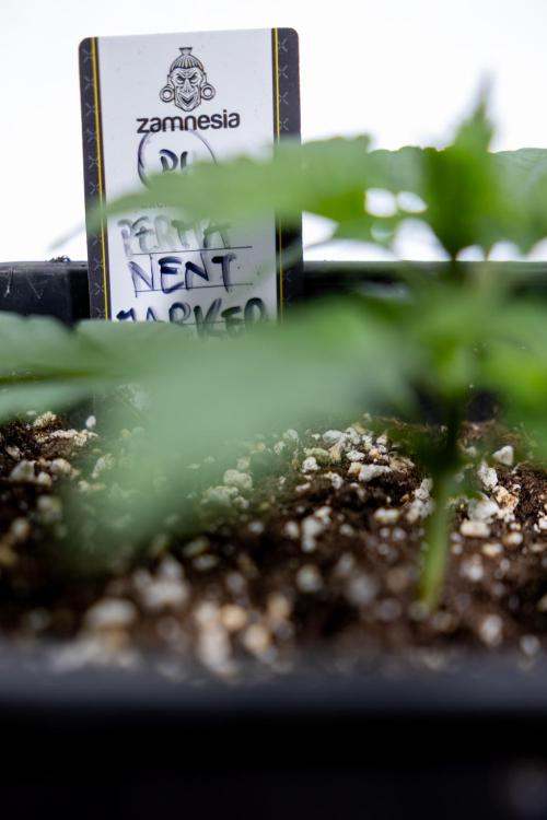 Permanent Marker - Zamnesia x B&B. Week 2 - Permanent Marker - Week 2/3 - VEG