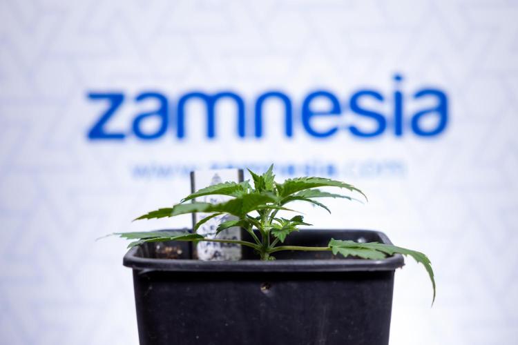 Permanent Marker - Zamnesia x B&B. Week 2 - Permanent Marker - Week 2/3 - VEG