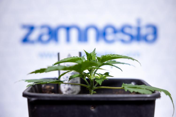 Permanent Marker - Zamnesia x B&B. Week 2 - Permanent Marker - Week 2/3 - VEG