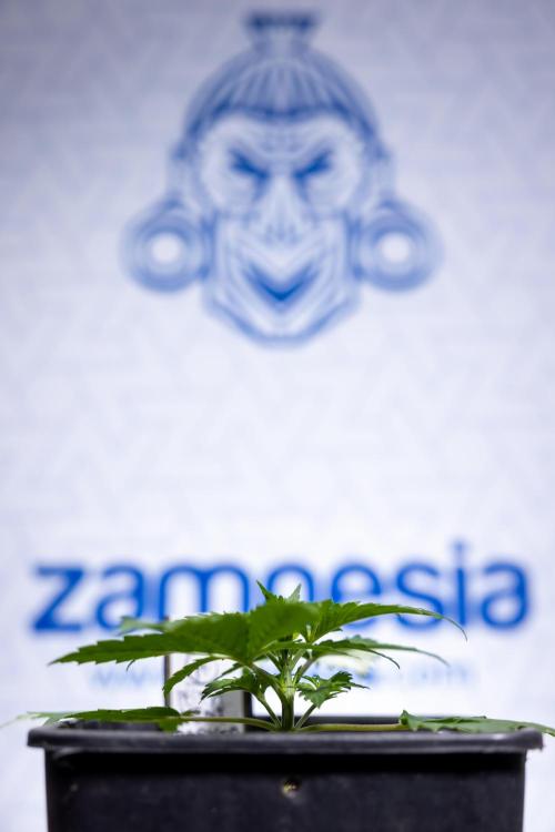 Permanent Marker - Zamnesia x B&B. Week 2 - Permanent Marker - Week 2/3 - VEG