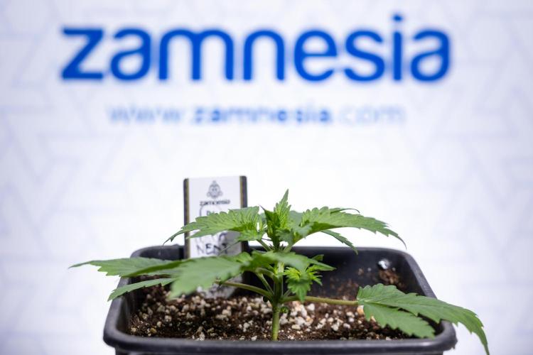 Permanent Marker - Zamnesia x B&B. Week 2 - Permanent Marker - Week 2/3 - VEG