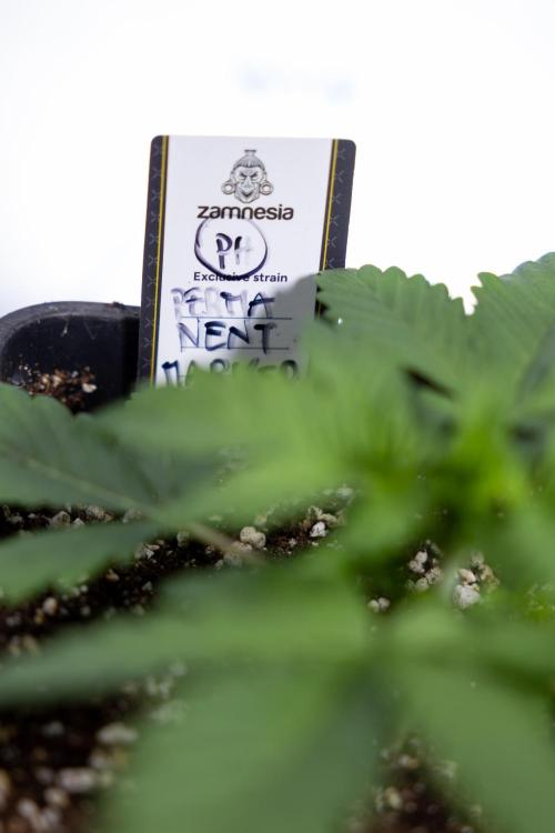 Permanent Marker - Zamnesia x B&B. Week 2 - Permanent Marker - Week 2/3 - VEG