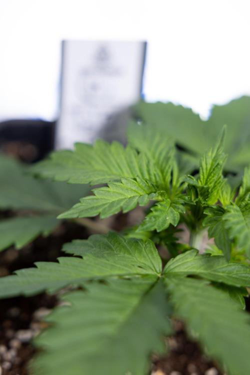 Permanent Marker - Zamnesia x B&B. Week 2 - Permanent Marker - Week 2/3 - VEG