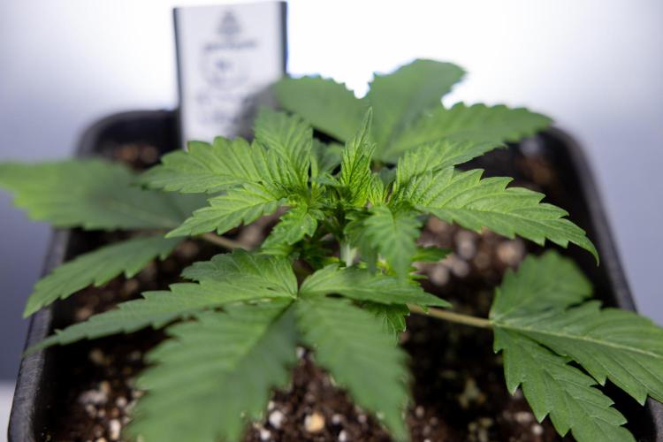 Permanent Marker - Zamnesia x B&B. Week 2 - Permanent Marker - Week 2/3 - VEG