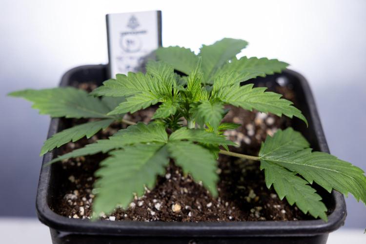 Permanent Marker - Zamnesia x B&B. Week 2 - Permanent Marker - Week 2/3 - VEG