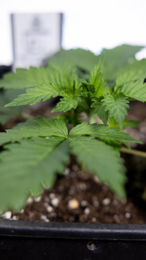 Permanent Marker - Zamnesia x B&B. Week 2 - Permanent Marker - Week 2/3 - VEG