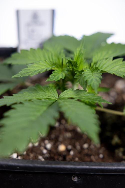 Permanent Marker - Zamnesia x B&B. Week 2 - Permanent Marker - Week 2/3 - VEG