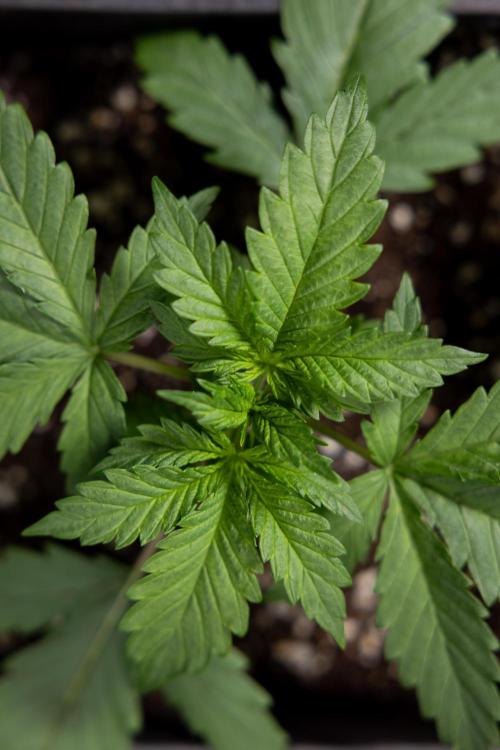 Permanent Marker - Zamnesia x B&B. Week 2 - Permanent Marker - Week 2/3 - VEG