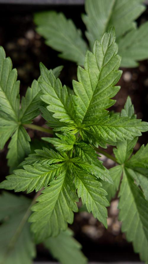 Permanent Marker - Zamnesia x B&B. Week 2 - Permanent Marker - Week 2/3 - VEG