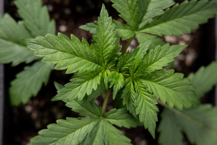 Permanent Marker - Zamnesia x B&B. Week 2 - Permanent Marker - Week 2/3 - VEG