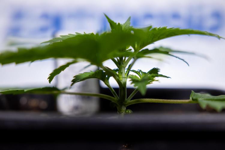 Permanent Marker - Zamnesia x B&B. Week 2 - Permanent Marker - Week 2/3 - VEG