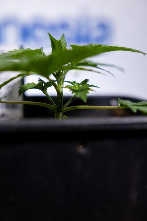 Permanent Marker - Zamnesia x B&B. Week 2 - Permanent Marker - Week 2/3 - VEG