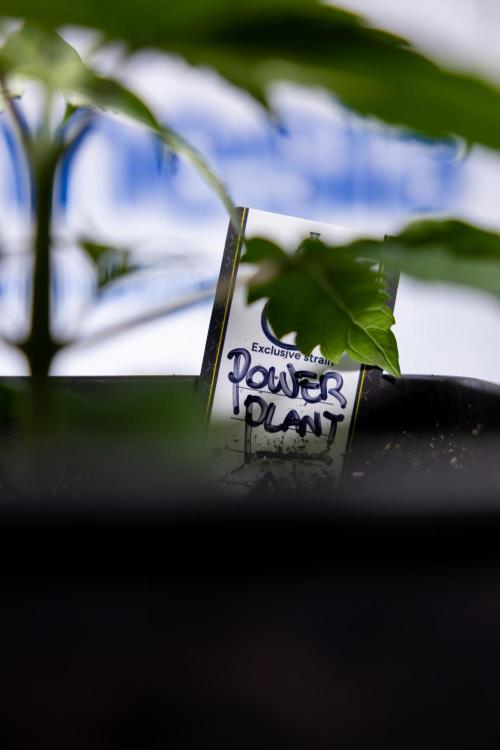 Power Plant - Zamnesia & B&B. Week 2 - Power Plant - Week 2/3 - Veg