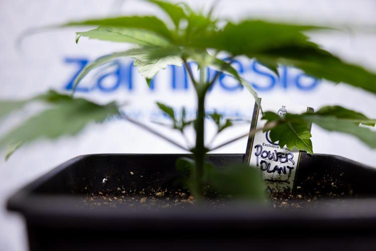 Power Plant - Zamnesia & B&B. Week 2 - Power Plant - Week 2/3 - Veg