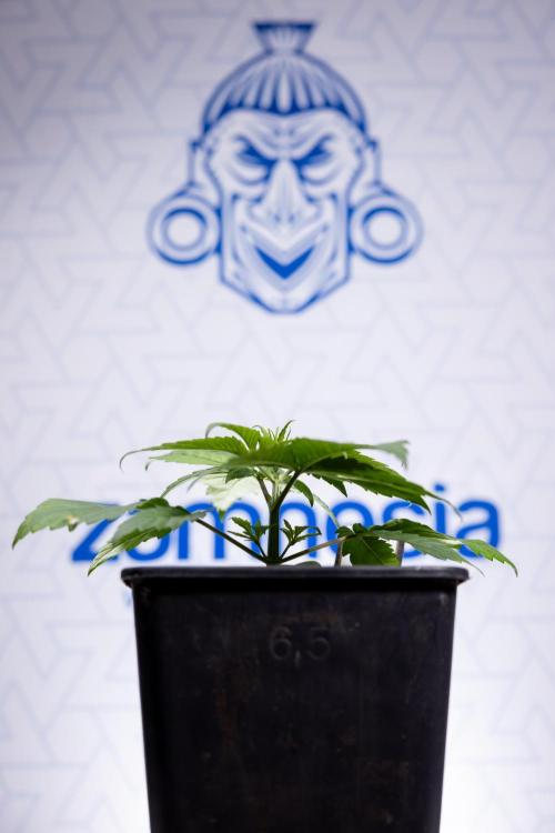 Power Plant - Zamnesia & B&B. Week 2 - Power Plant - Week 2/3 - Veg