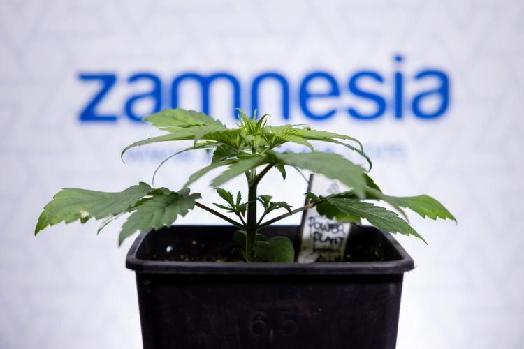 Power Plant - Zamnesia & B&B. Week 2 - Power Plant - Week 2/3 - Veg