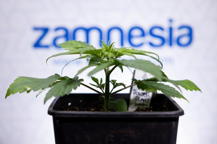 Power Plant - Zamnesia & B&B. Week 2 - Power Plant - Week 2/3 - Veg