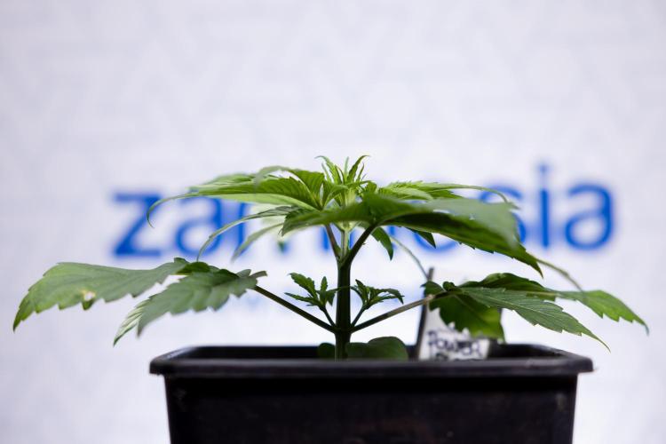 Power Plant - Zamnesia & B&B. Week 2 - Power Plant - Week 2/3 - Veg