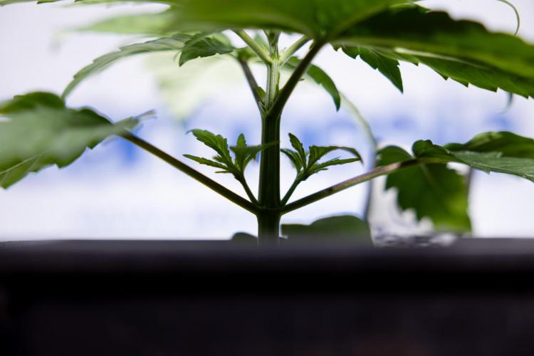 Power Plant - Zamnesia & B&B. Week 2 - Power Plant - Week 2/3 - Veg