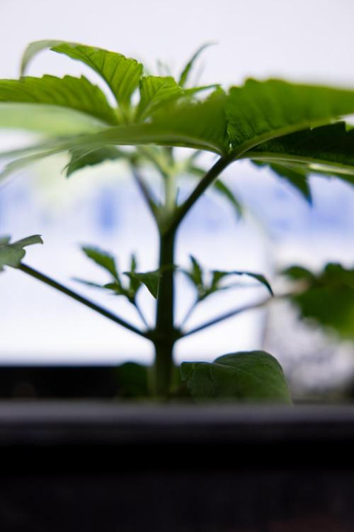 Power Plant - Zamnesia & B&B. Week 2 - Power Plant - Week 2/3 - Veg