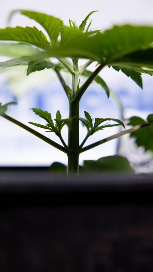 Power Plant - Zamnesia & B&B. Week 2 - Power Plant - Week 2/3 - Veg