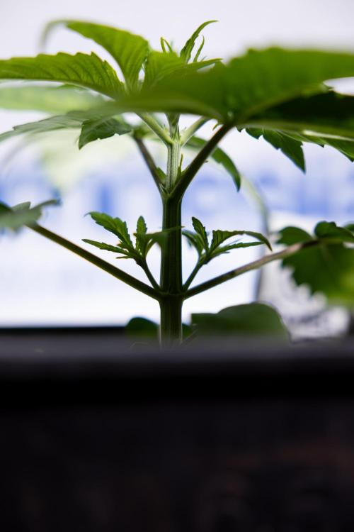 Power Plant - Zamnesia & B&B. Week 2 - Power Plant - Week 2/3 - Veg