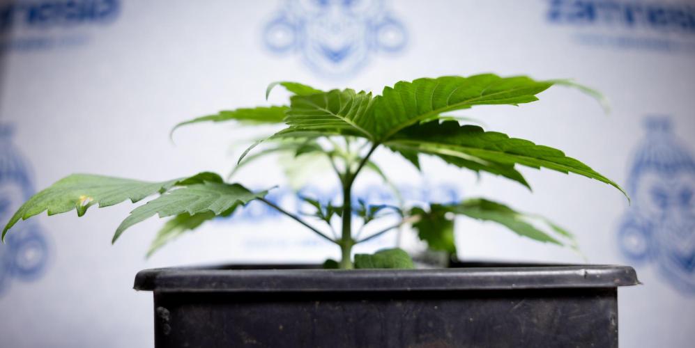 Power Plant - Zamnesia & B&B. Week 2 - Power Plant - Week 2/3 - Veg