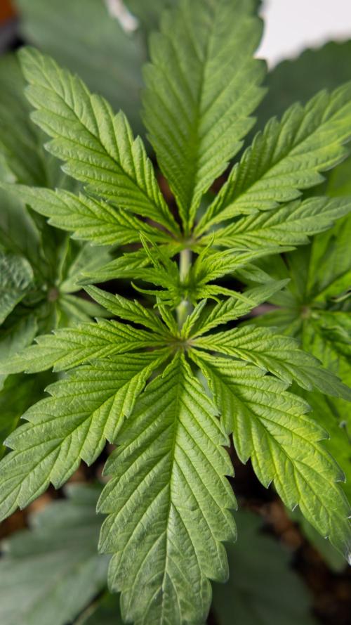 Power Plant - Zamnesia & B&B. Week 2 - Power Plant - Week 2/3 - Veg