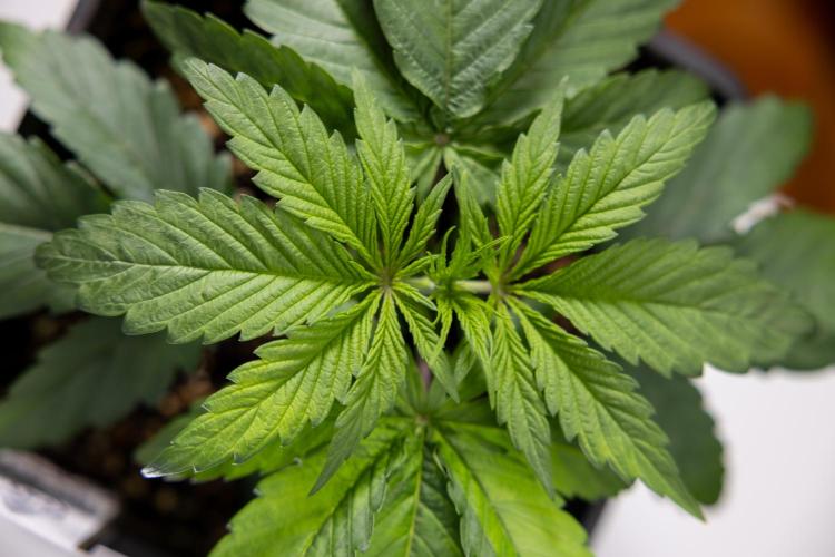 Power Plant - Zamnesia & B&B. Week 2 - Power Plant - Week 2/3 - Veg