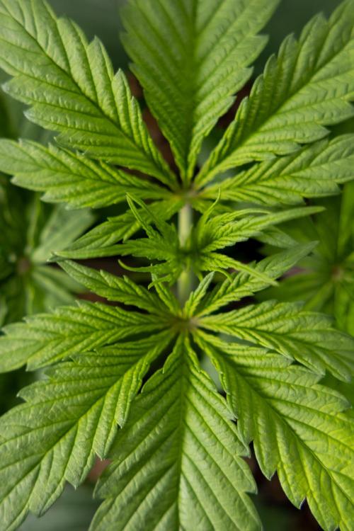 Power Plant - Zamnesia & B&B. Week 2 - Power Plant - Week 2/3 - Veg