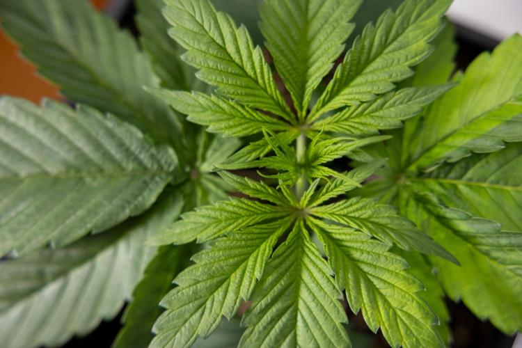 Power Plant - Zamnesia & B&B. Week 2 - Power Plant - Week 2/3 - Veg