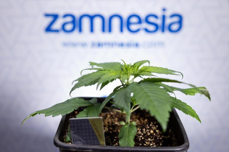 Power Plant - Zamnesia & B&B. Week 2 - Power Plant - Week 2/3 - Veg