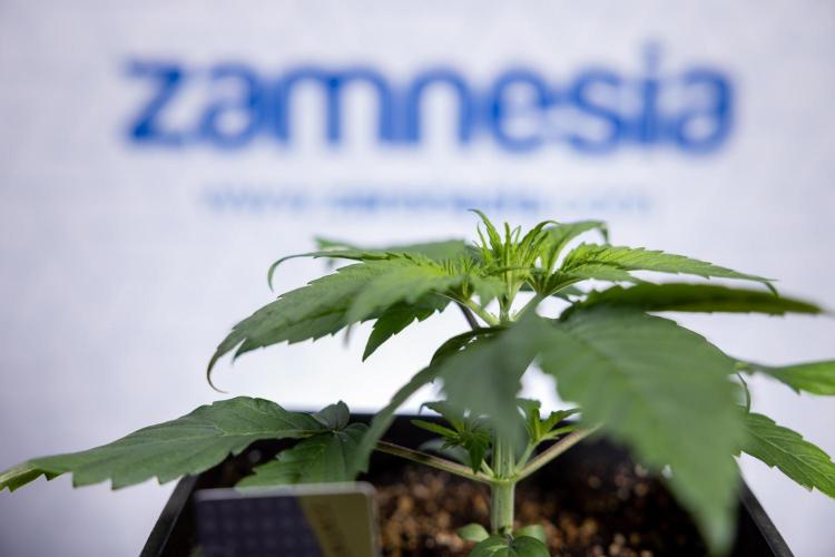 Power Plant - Zamnesia & B&B. Week 2 - Power Plant - Week 2/3 - Veg