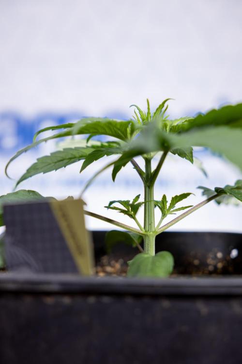 Power Plant - Zamnesia & B&B. Week 2 - Power Plant - Week 2/3 - Veg