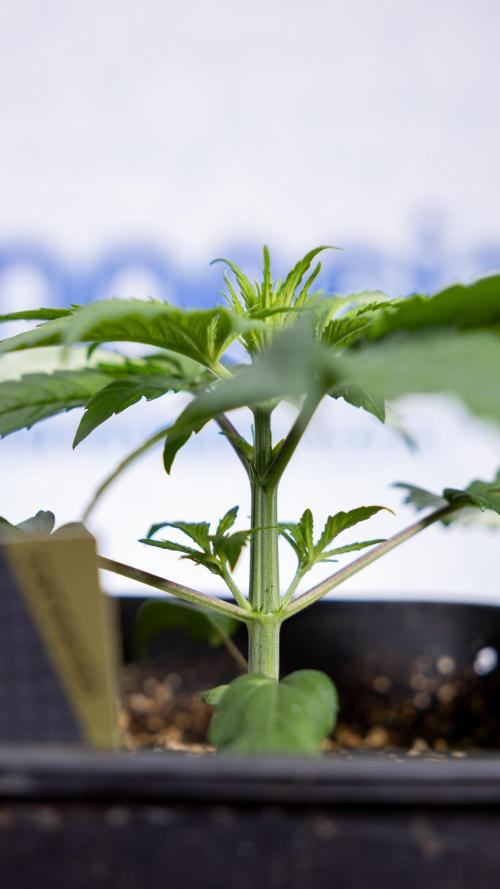 Power Plant - Zamnesia & B&B. Week 2 - Power Plant - Week 2/3 - Veg