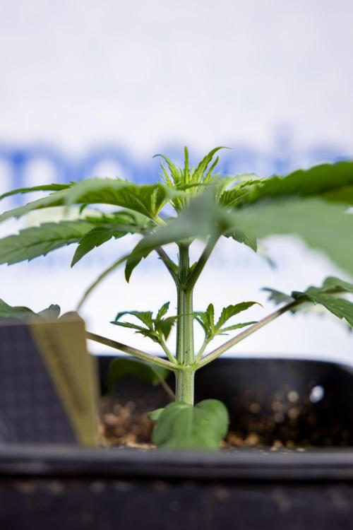 Power Plant - Zamnesia & B&B. Week 2 - Power Plant - Week 2/3 - Veg