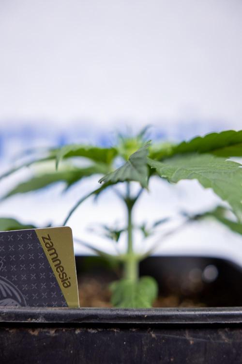 Power Plant - Zamnesia & B&B. Week 2 - Power Plant - Week 2/3 - Veg