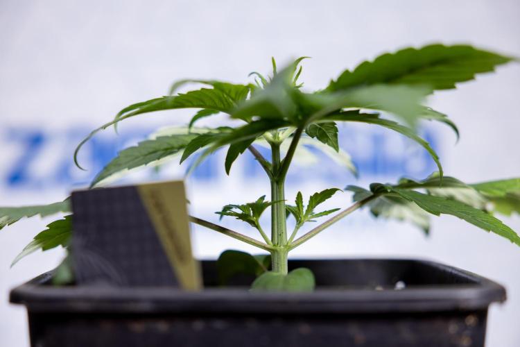 Power Plant - Zamnesia & B&B. Week 2 - Power Plant - Week 2/3 - Veg