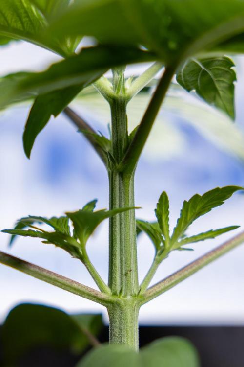 Power Plant - Zamnesia & B&B. Week 2 - Power Plant - Week 2/3 - Veg