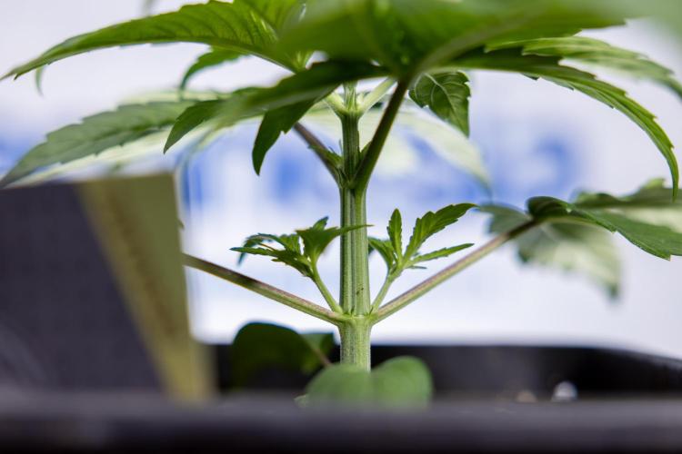 Power Plant - Zamnesia & B&B. Week 2 - Power Plant - Week 2/3 - Veg