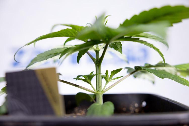 Power Plant - Zamnesia & B&B. Week 2 - Power Plant - Week 2/3 - Veg