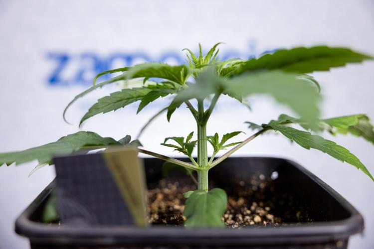 Power Plant - Zamnesia & B&B. Week 2 - Power Plant - Week 2/3 - Veg