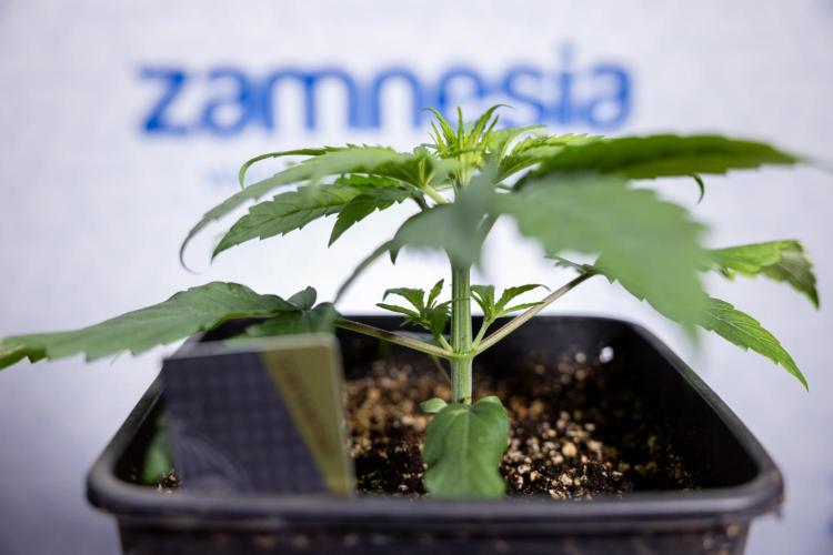 Power Plant - Zamnesia & B&B. Week 2 - Power Plant - Week 2/3 - Veg