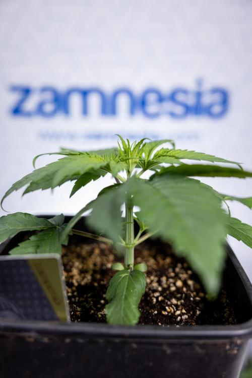 Power Plant - Zamnesia & B&B. Week 2 - Power Plant - Week 2/3 - Veg