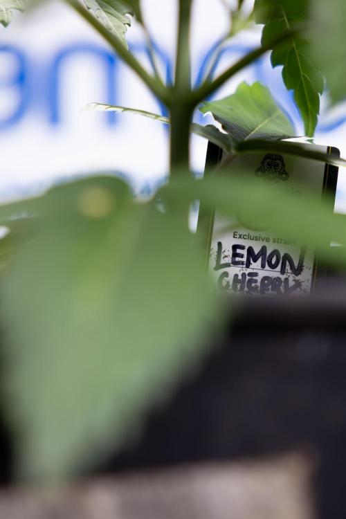 Lemon Cherry Gelato - Zamnesia x B&B. Week 2 - Lemon Cherry Gelato - Week 2/3 - Zamnesia